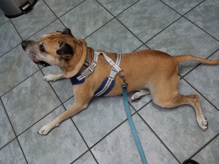 Florida Aid To Animals 4