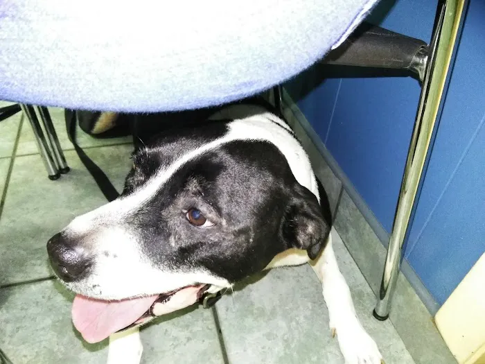 Florida Aid To Animals 10