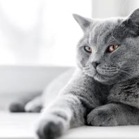 North Port Animal Hospital ico