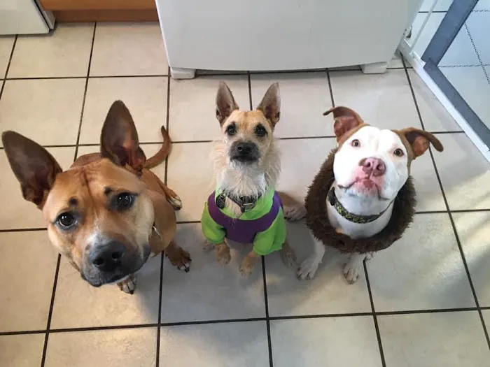 North Port Animal Hospital 6