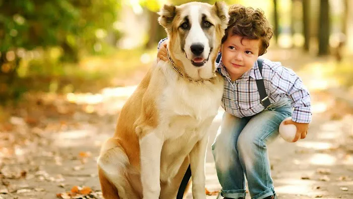 North Port Animal Hospital: Martellini John DVM 1