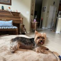 Heron Creek Animal Hospital ico