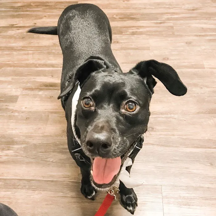 Heron Creek Animal Hospital 3