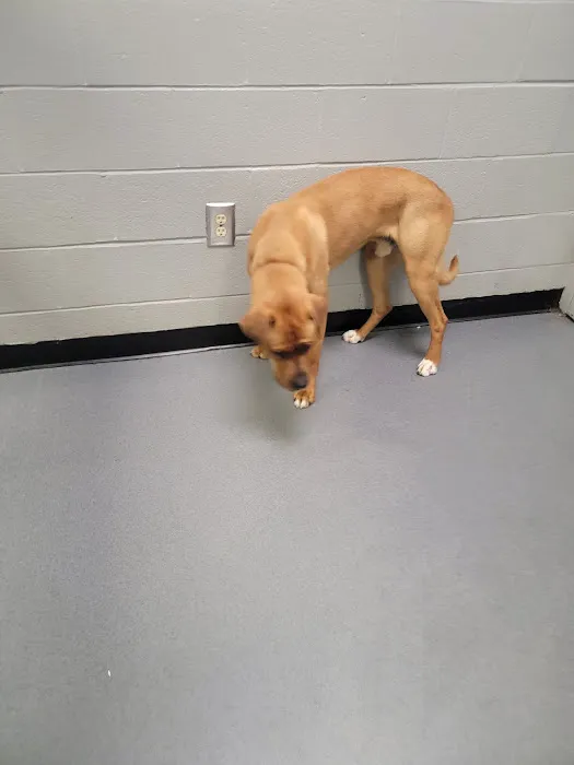 Charlotte-Mecklenburg Animal Services Clinic 12