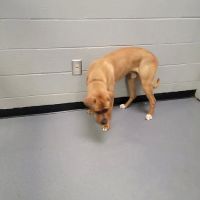 Charlotte-Mecklenburg Animal Services Clinic ico