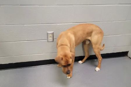 Charlotte-Mecklenburg Animal Services Clinic