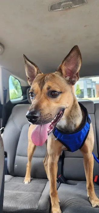 Charlotte-Mecklenburg Animal Services Clinic 12