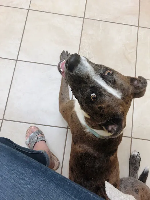 Brookdale Animal Hospital 3