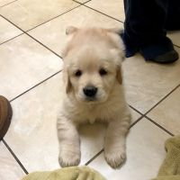 Brookdale Animal Hospital ico