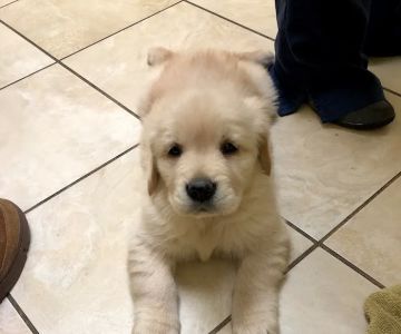 Brookdale Animal Hospital