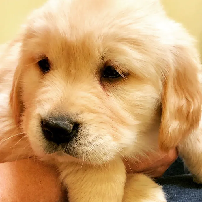Brookdale Animal Hospital 6