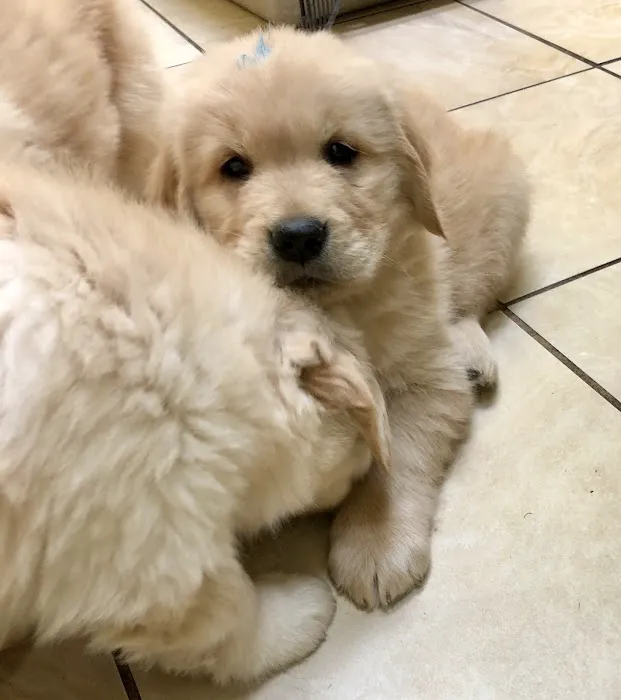 Brookdale Animal Hospital 10