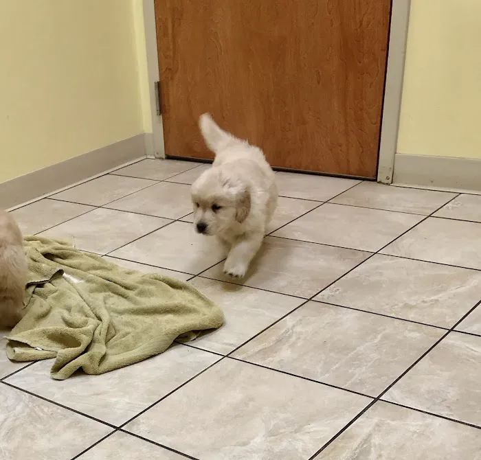 Brookdale Animal Hospital 9