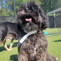 Banfield Pet Hospital ico