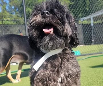 Banfield Pet Hospital