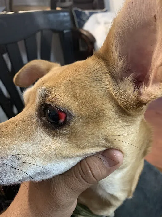 Banfield Pet Hospital 4