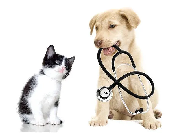 Hight Veterinary Hospital 3