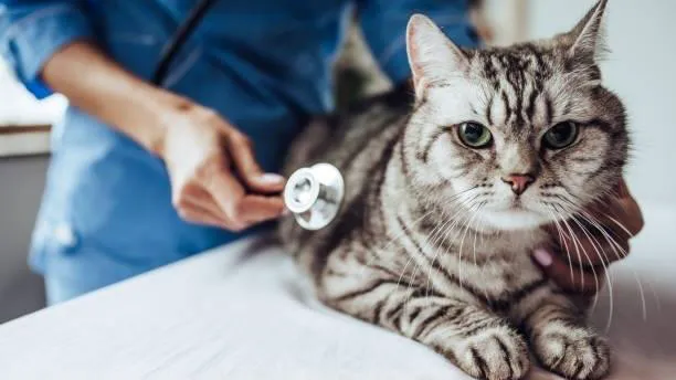 Hight Veterinary Hospital 1