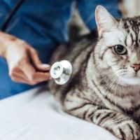 Hight Veterinary Hospital ico