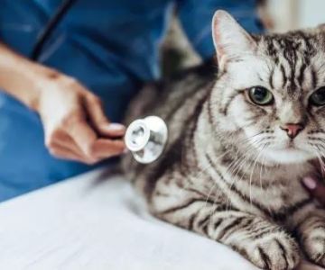 Hight Veterinary Hospital