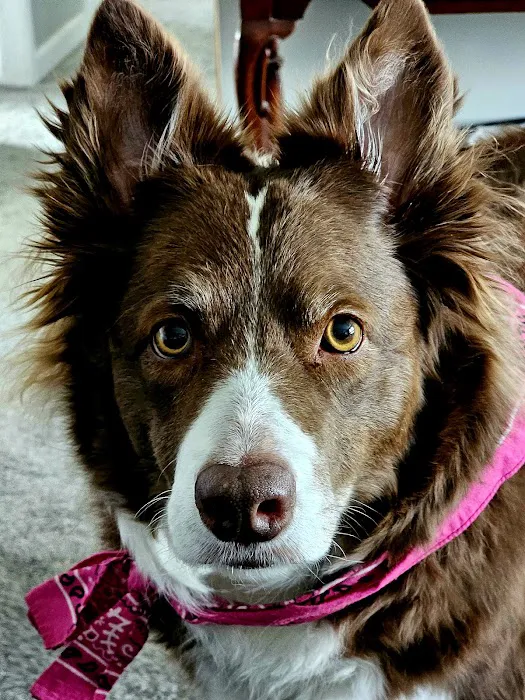Brooks Animal Clinic 2
