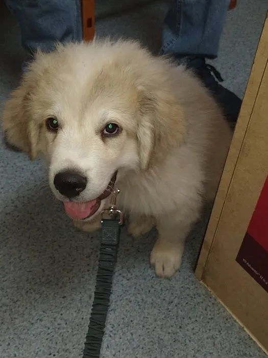 Brooks Animal Clinic 1