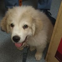 Brooks Animal Clinic ico