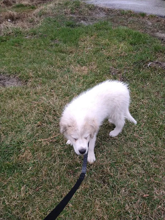 Brooks Animal Clinic 8