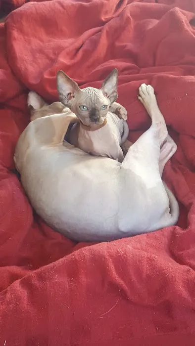 Beebes Sphynx Cattery 3