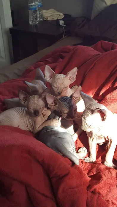 Beebes Sphynx Cattery 1