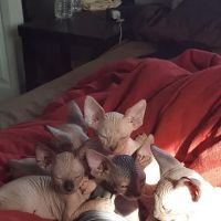 Beebes Sphynx Cattery ico
