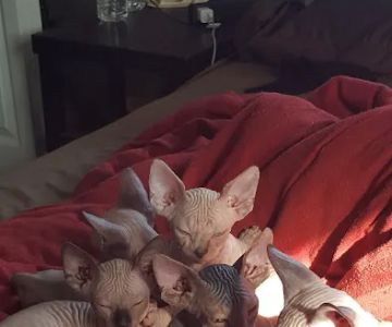 Beebes Sphynx Cattery