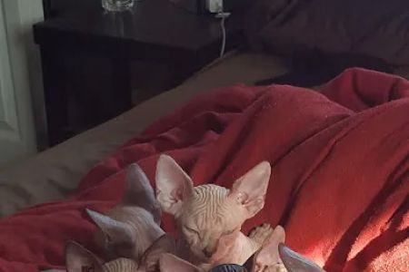 Beebes Sphynx Cattery