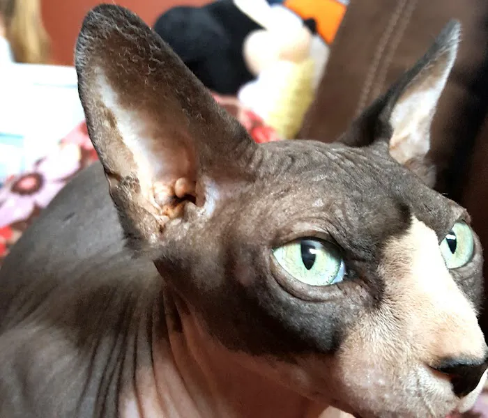 Beebes Sphynx Cattery 2