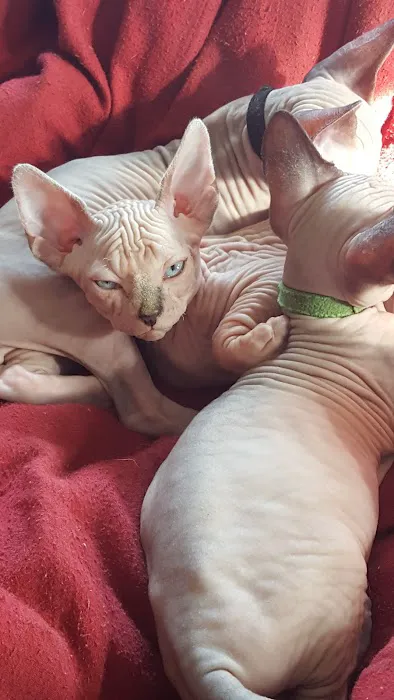 Beebes Sphynx Cattery 5