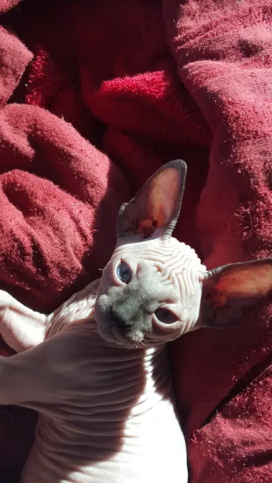 Beebes Sphynx Cattery 4