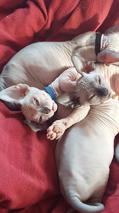 Beebes Sphynx Cattery 6