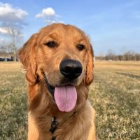 Stony Creek Veterinary Hospital ico