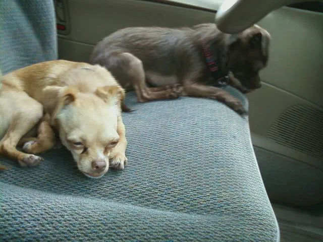 Stony Creek Veterinary Hospital 9