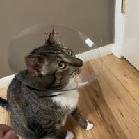 Animal Emergency Center - Rochester ico