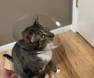 Animal Emergency Center - Rochester