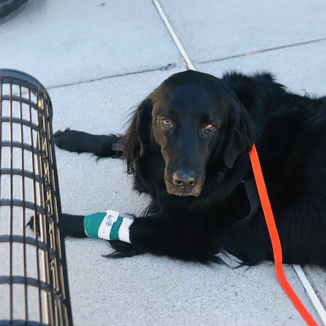 Animal Emergency Center - Rochester 7