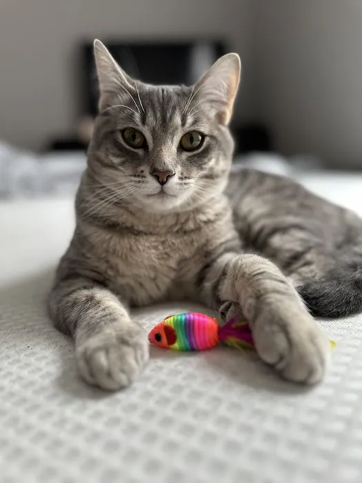 Animal Emergency Center - Rochester 9