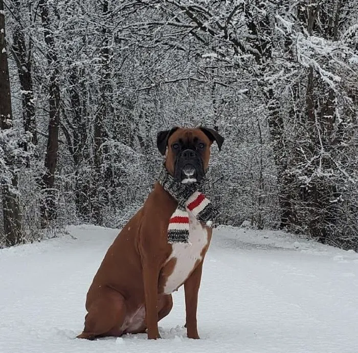 Animal Emergency Center - Rochester 10