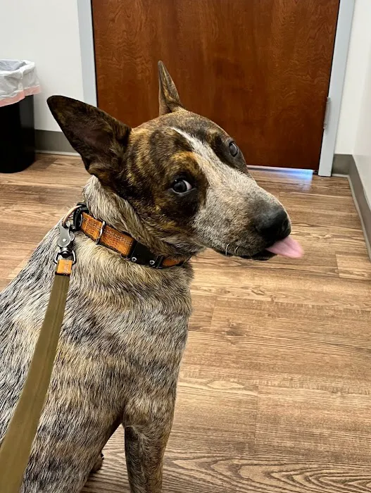 Faithful Friends Veterinary Care 1