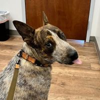 Faithful Friends Veterinary Care ico