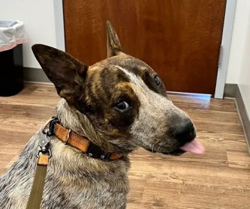 Faithful Friends Veterinary Care