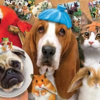 Harvey Animal Hospital ico