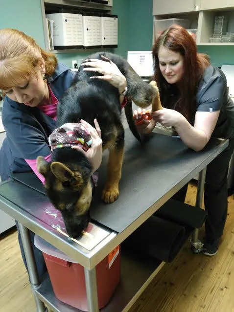 Harvey Animal Hospital 7