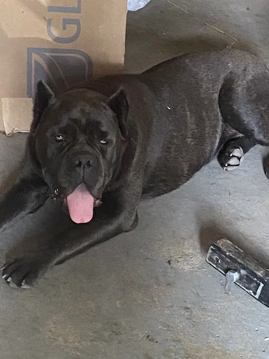 Harvey Animal Hospital 4
